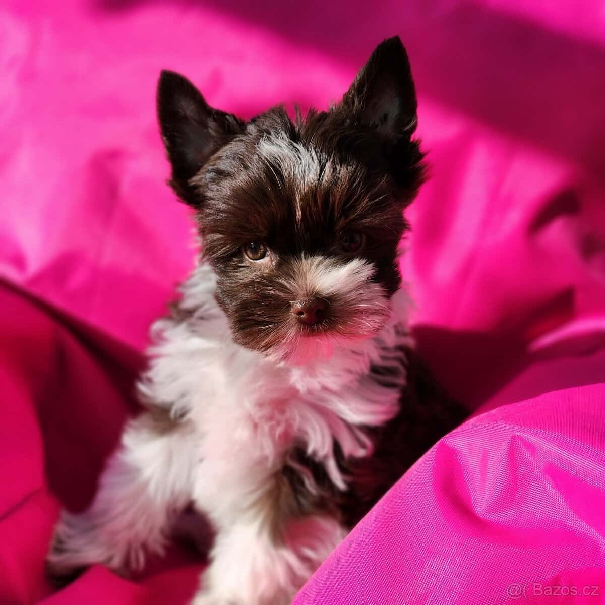 Jorkšírský teriér 9