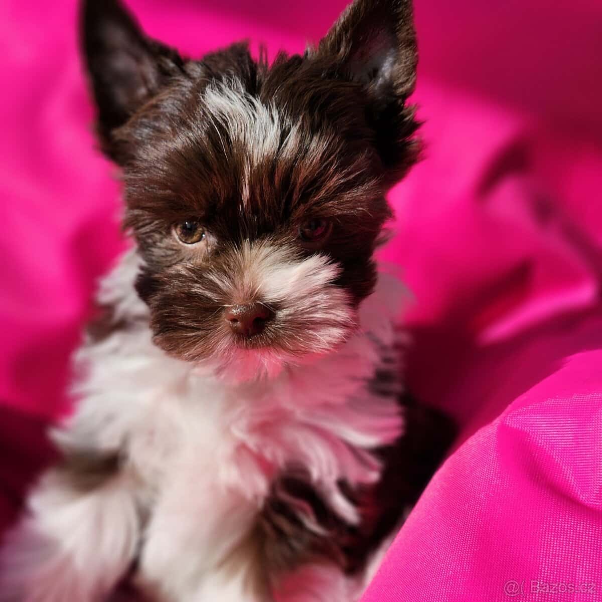 Jorkšírský teriér 10