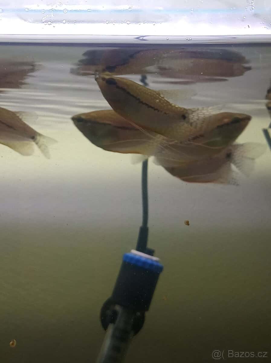 Čichavec perleťovy 2