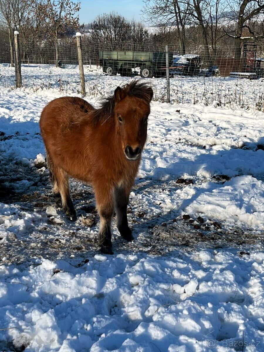 Shetland pony 1