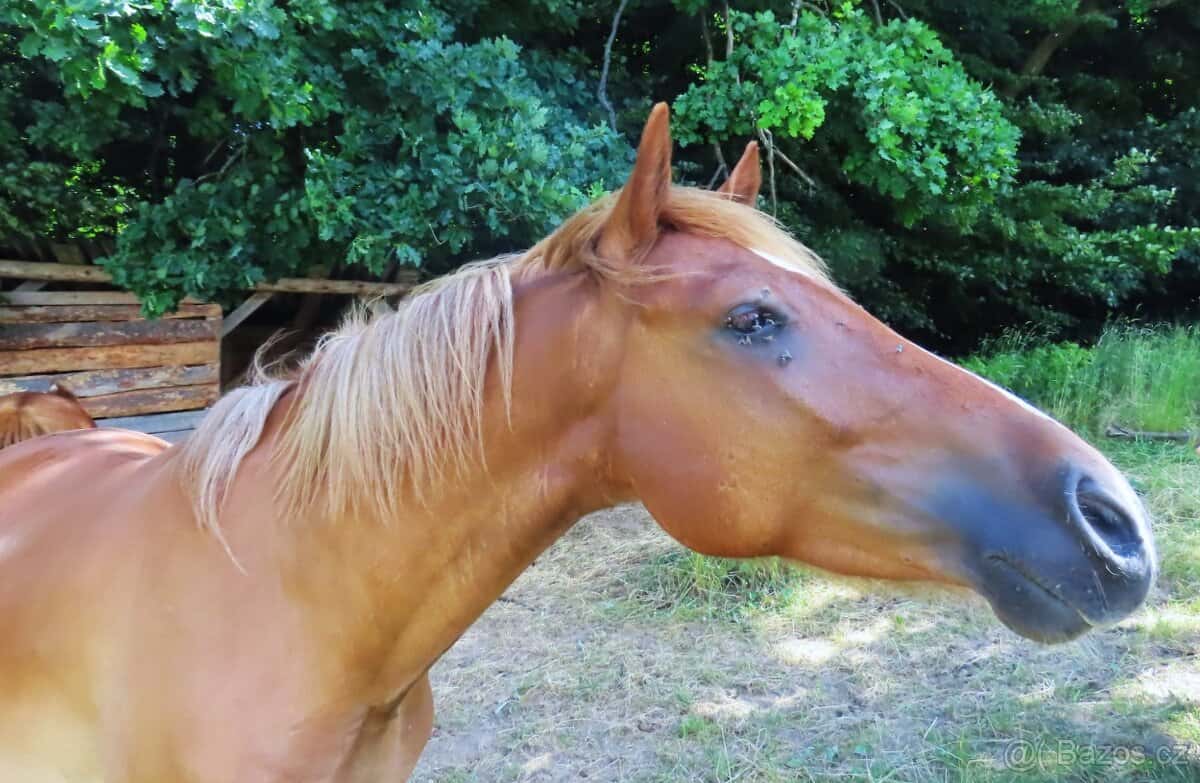 Valášek pony 7