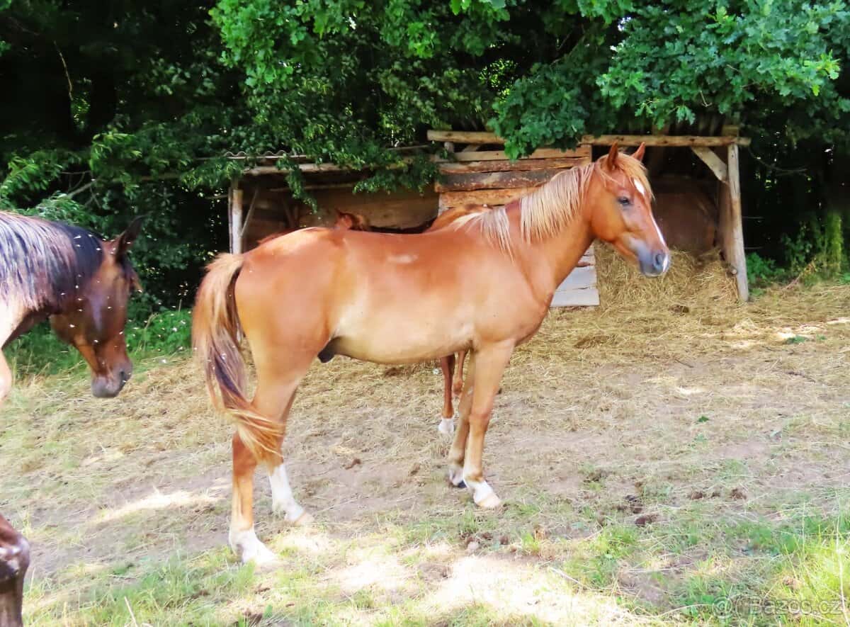 Valášek pony 8
