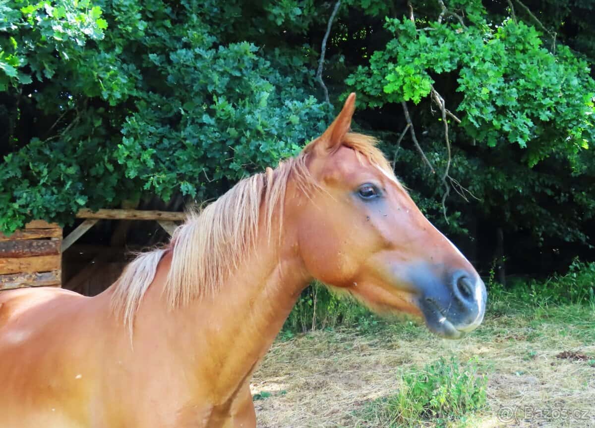 Valášek pony 9