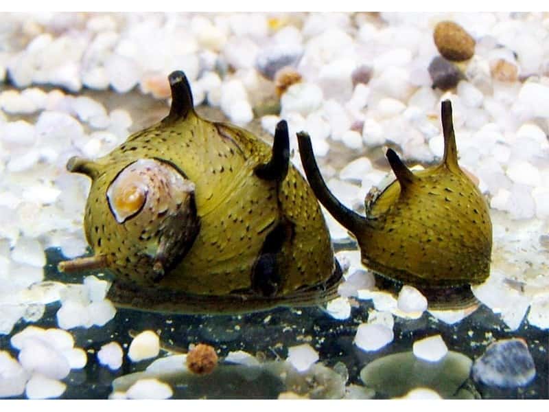 Řasožraví šneci 2