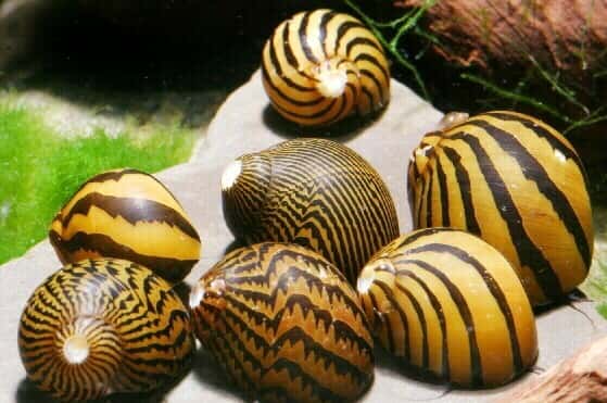 Řasožraví šneci 4