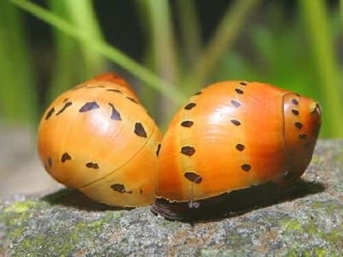 Řasožraví šneci 5