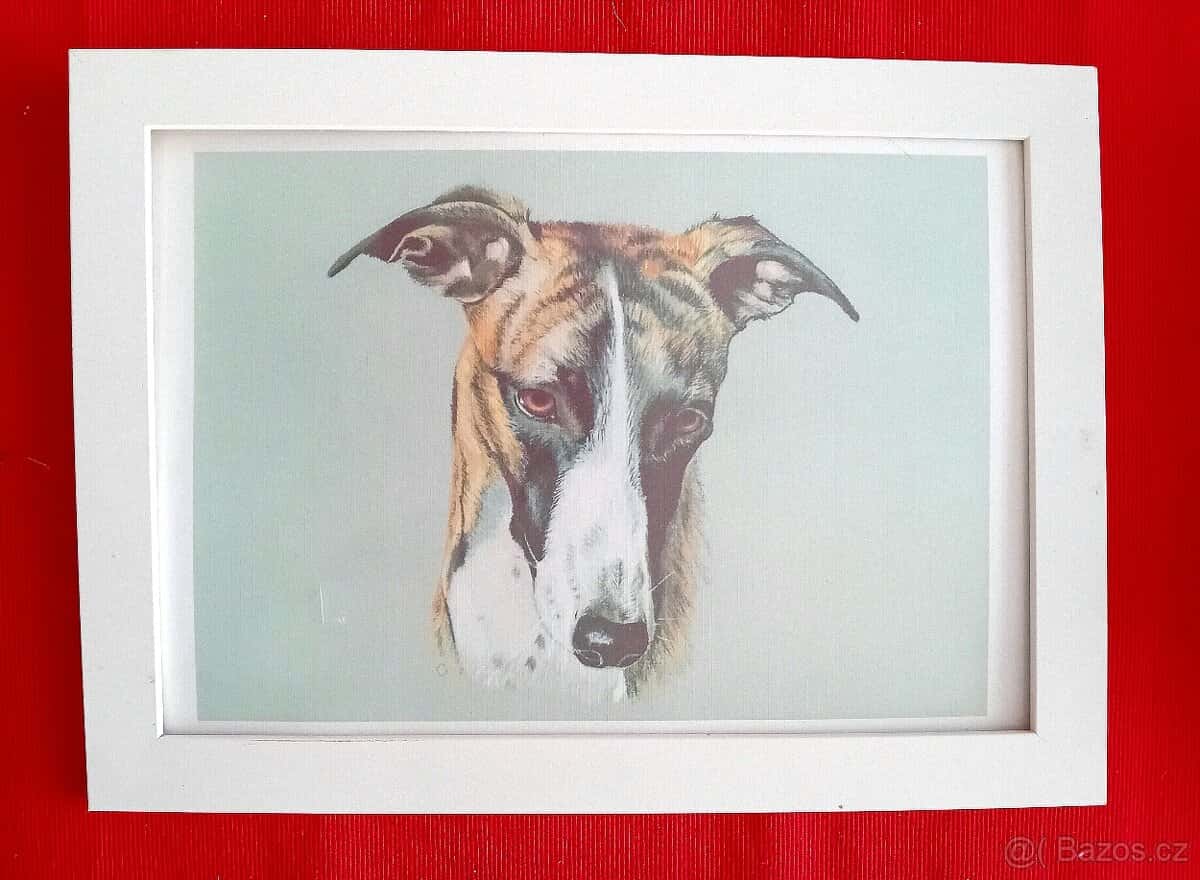 Obraz obrázek rám chrt 2