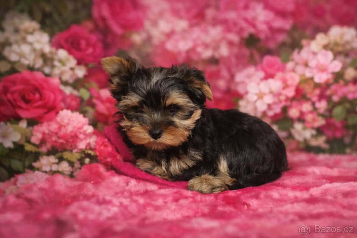 Jorkšírský teriér 1