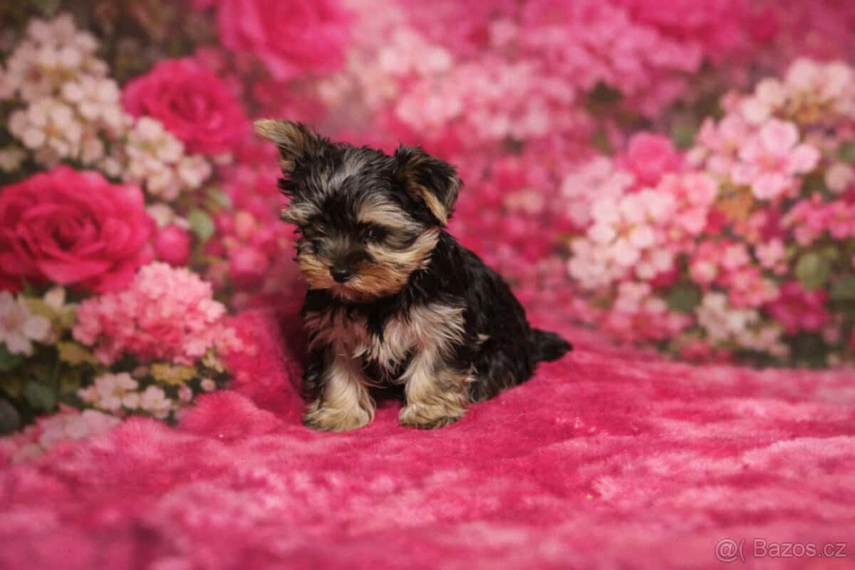 Jorkšírský teriér 3