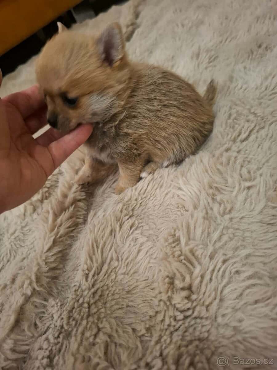 Štěňátko - pejsek 2