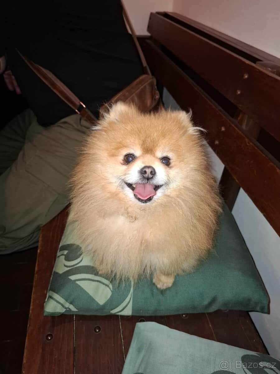 Štěňátko - pejsek 3