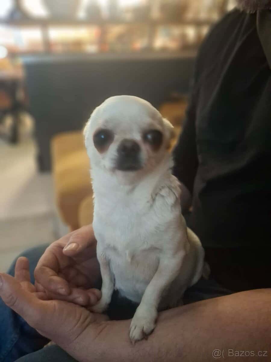 Štěňátko - pejsek 4