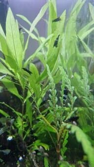 Krevetky Caridina Black King kong