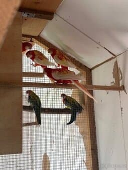 Rosela Rubino a rosela nádherná goldmantel