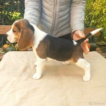 Beagle štěňátka