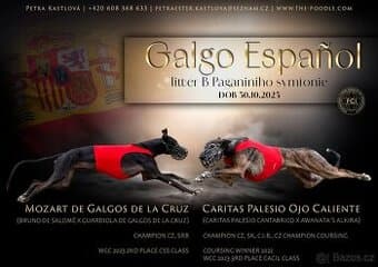 Španělský galgo chrt s FCI PP