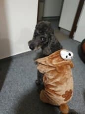 NOVY nepouzity psi overal