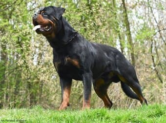 rotvajler - štěňata