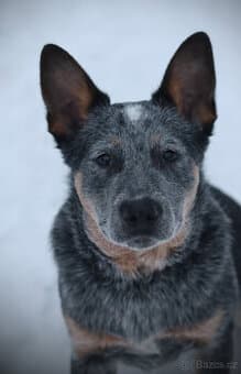 Australský honácký pes, rezervace štěňat s PP, volní kluci