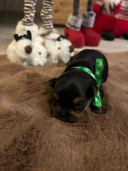 Jorkšírský teriér 5 štěňátek