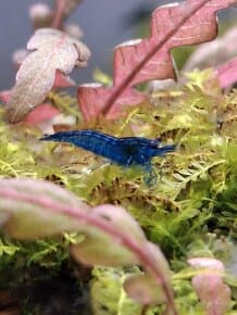 Neocaridina davidi blue dream.