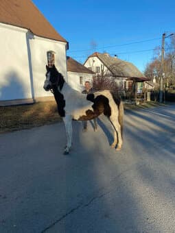 Nabízím k prodeji klisnu BAROCK PINTO