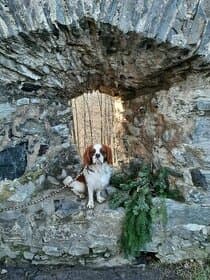 Pes na krytí Kavalier