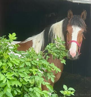 Nabízím k prodeji klisnu Barock Pinto