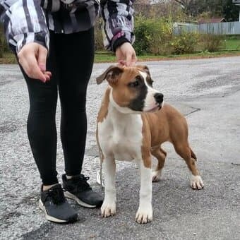 Americký stafordšírský teriér