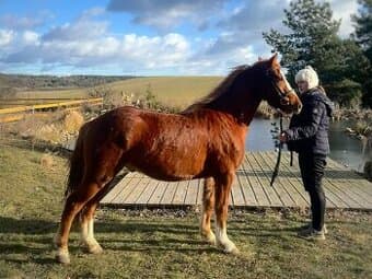 Perspektivní tříletý valach