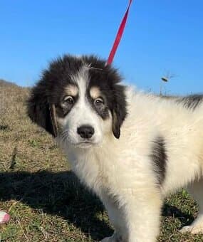 Výnimočné šteniatka plemena Tornjak s PP