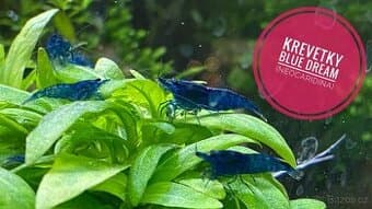Neocaridina Davidi var. Blue Dream NOVINKA-zasíláme