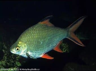 parmička schwanenfeldova, rarita, hejno 6ks