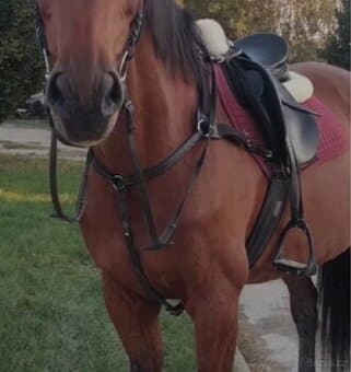 5ti bodový poprsák