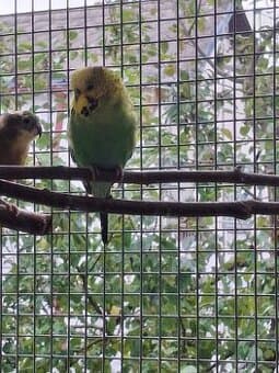 Prodám letošní andulky