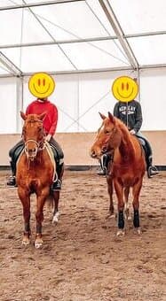 🐴 Nabídka prodeje – 3 provozní kobyly 🐴