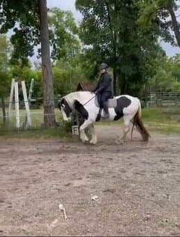 Pronájem koní Praha 4 Písnice