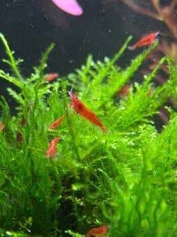 Neocaridina - bloody mary