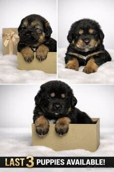 Tibetska Doga šteniatka s PP