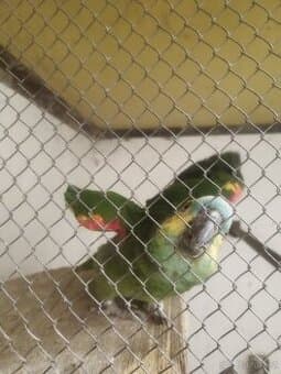 Amazoňan modročelý