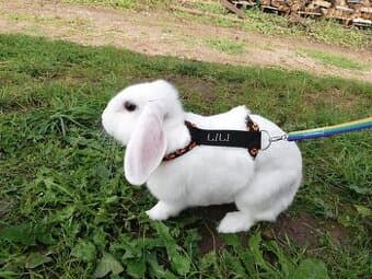 kšírky se jménem králík