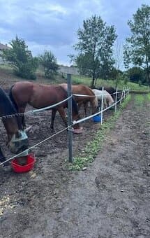 Ustájení v malé rodinné stáji