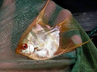 Skalar Albin - original