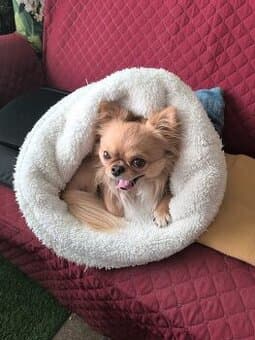 Pelíšek-tuli pytlík pro pejska nebo kočičku