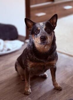 Australský honácký pes s PP