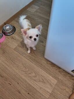 čivava pejsek na krytí  s PP