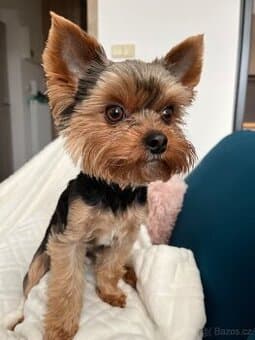 Jorkšírek Maxík- 3 roky