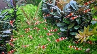 Krevetky Caridina red crystal