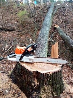 Kácení a ořezy stromů