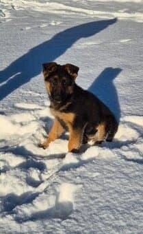 Štěně německý ovčák s PP typ Rex